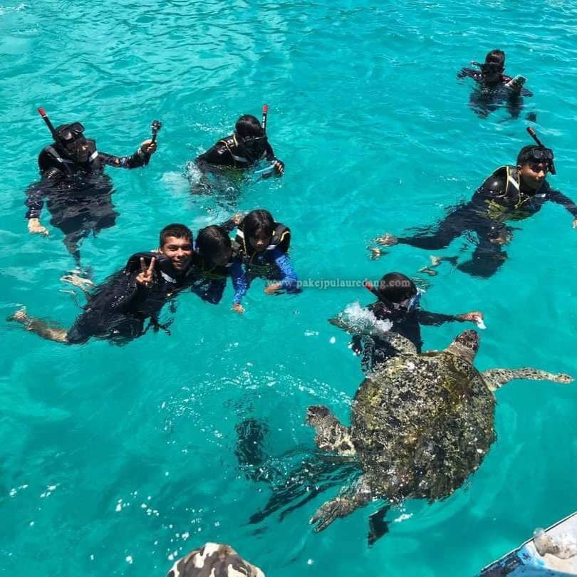 bagi makan penyu 2 Pulau Redang Daytrip | Day Trip Pulau Redang