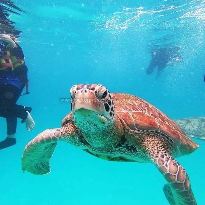 snorkeling penyu redang 1 Pulau Redang Daytrip | Day Trip Pulau Redang