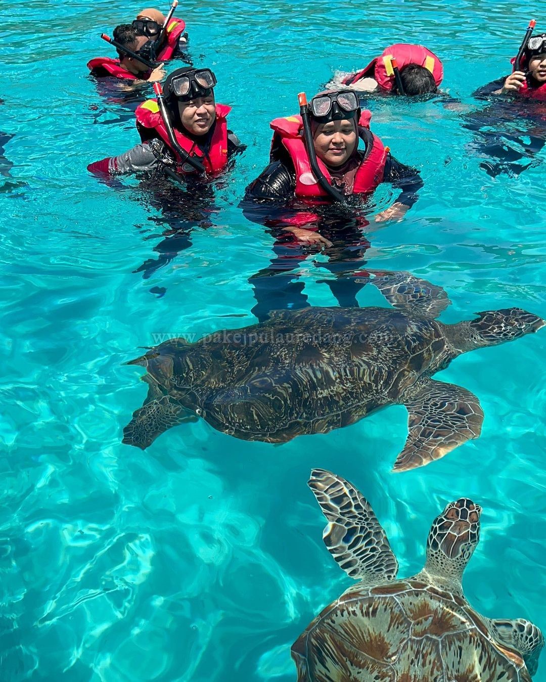 snorkeling dengan penyu 2 Pulau Redang Daytrip | Day Trip Pulau Redang Antara salah satu tempat menarik yang korang akan pergi melalui pakej daytrip pulau redang yang kami tawarkan adalah melawat Turtle Point yang terletak berdekatan dengan pantai Teluk Dalam dan The Taaras Resort & Spa.